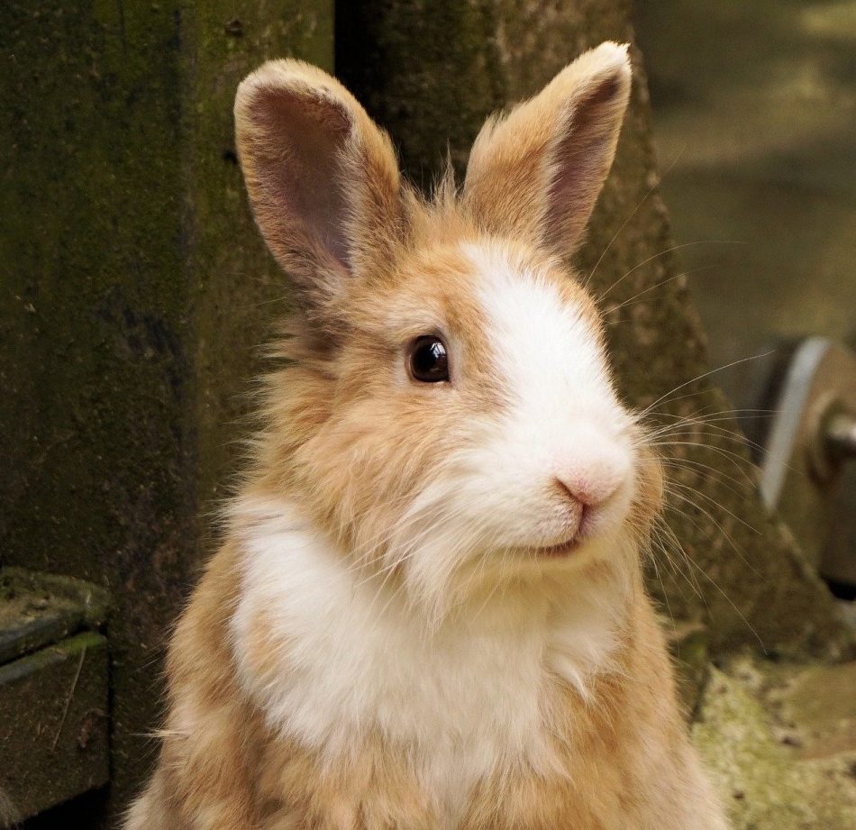 Kaninchen "Stupsi"